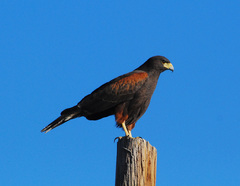 Archivo:Agulilla Rojinegra.jpg