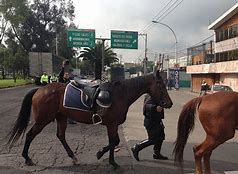 Archivo:Caballos.jpg