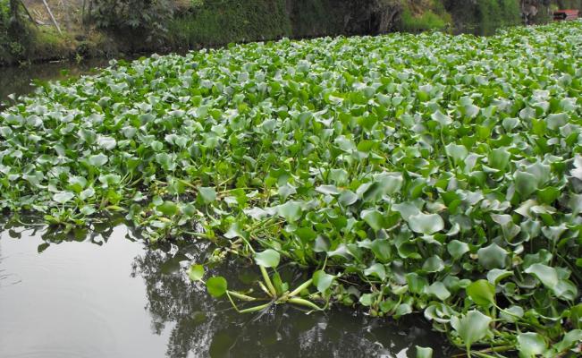 Archivo:Lirio acuatico.jpg