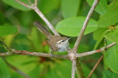 Archivo:Chivirín Cola Oscura.jpg