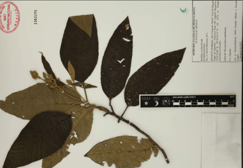 Archivo:11.-buddleja-cordata-kunth.png