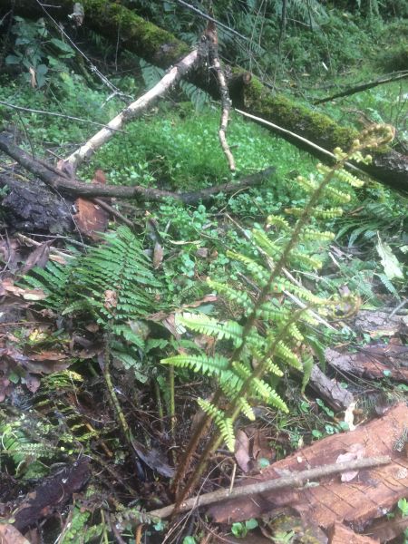 Archivo:Helecho arborescente .jpg