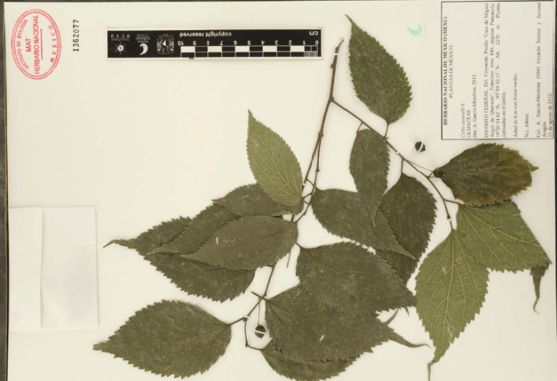 Archivo:12.-celtis-australis-l..png