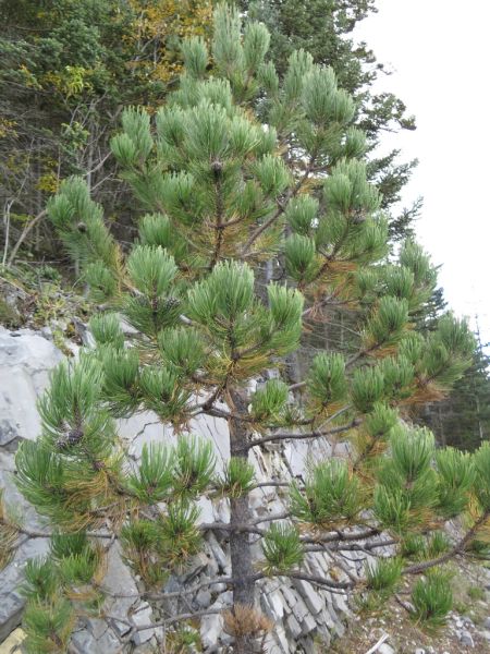 Archivo:Pinus Hartwegii.jpg