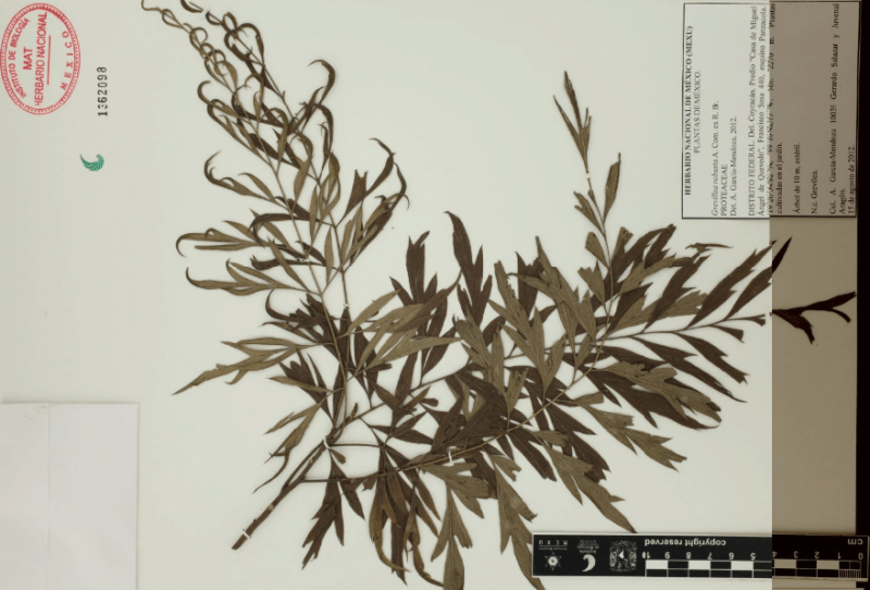 Archivo:24.-grevillea-robusta-a.cunn .-ex-r.br ..png
