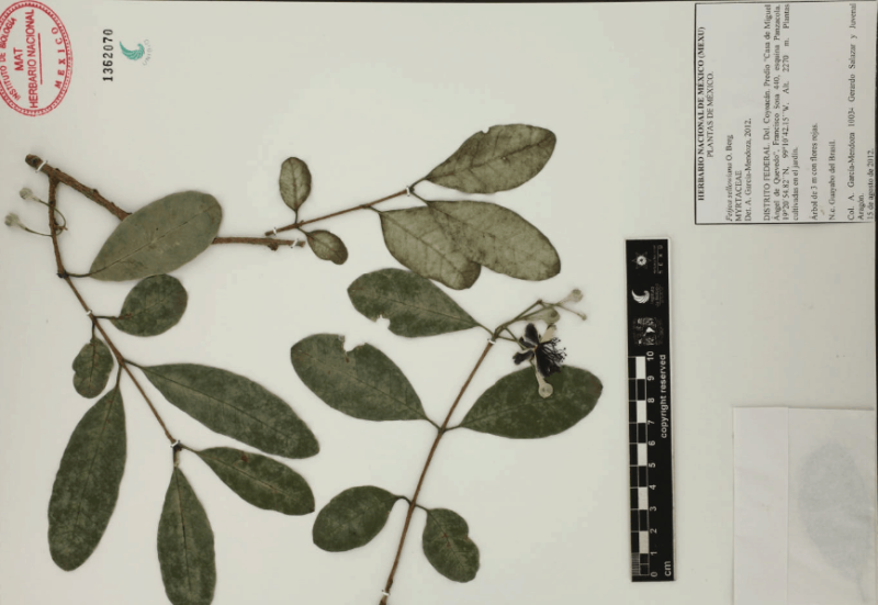 Archivo:6.-feijoa-sellowiana-o.berg-o.berg .png