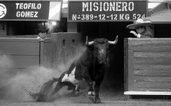 El toro saliendo del túnel de toriles.