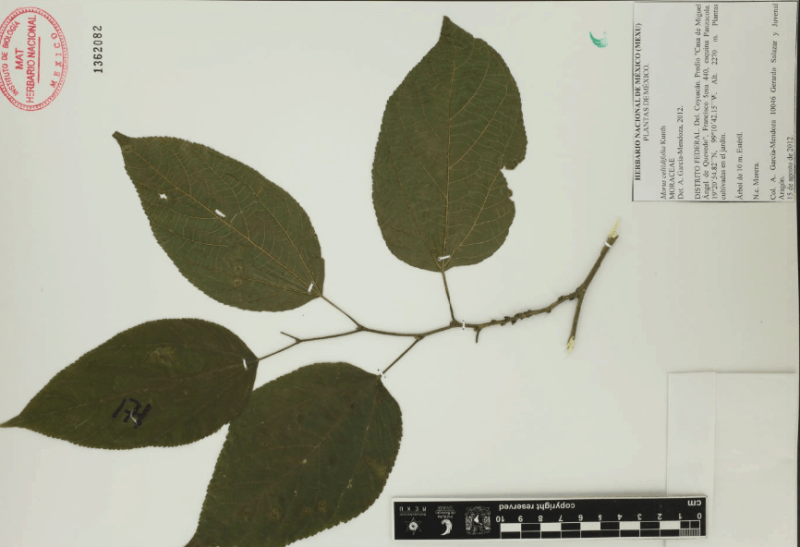 Archivo:16.-morus-celtidifolia-kunth.png