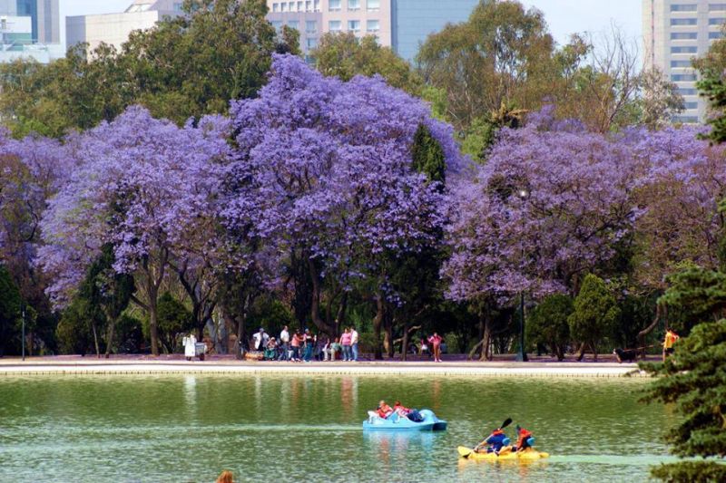 Archivo:Jacarandas.jpg