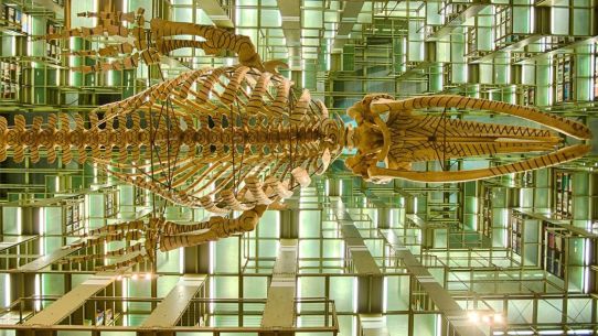 Biblioteca jose vasconcelos 07.jpg 1741123634.jpg