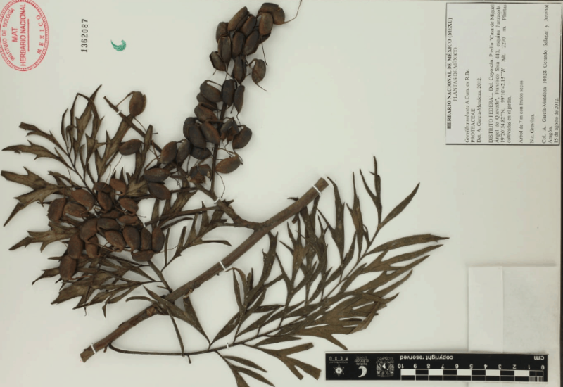Archivo:20.-grevillea-robusta-a.cunn .-ex-r.br ..png