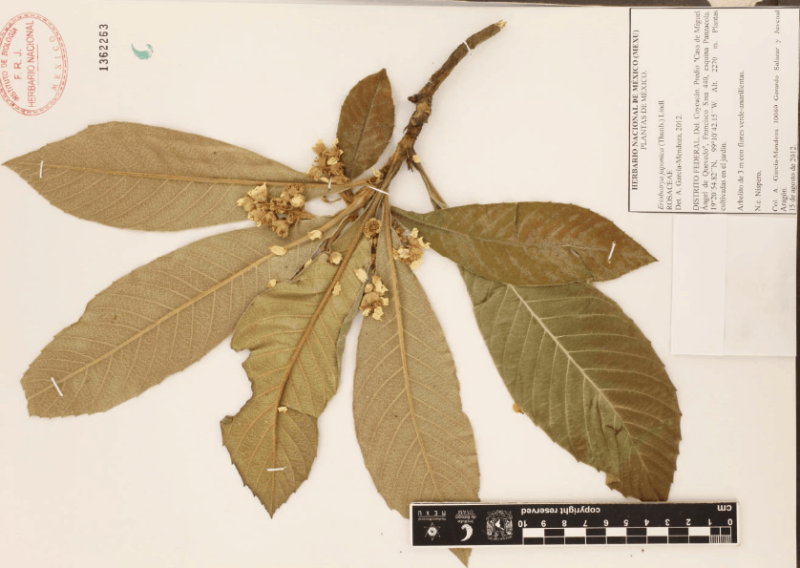 Archivo:29.-eriobotrya-japonica-thunb.-lindl..png