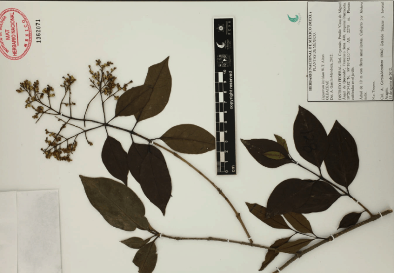 Archivo:7.-ligustrum-lucidum-w.t.aiton .png
