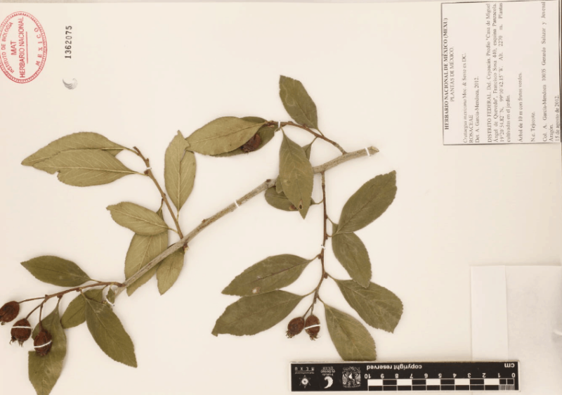 Archivo:10.-crataegus-mexicana-mo.-sess-ex-dc..png